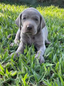 TIRE O DIA E VENHA BUSCAR O SEU WEIMARANER AQUI  SEU CO  CRIADO POR MDICA VET