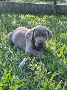 TIRE O DIA E VENHA BUSCAR O SEU WEIMARANER AQUI  SEU CO  CRIADO POR MDICA VET