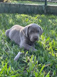 TIRE O DIA E VENHA BUSCAR O SEU WEIMARANER AQUI  SEU CO  CRIADO POR MDICA VET