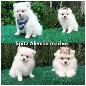Filhotes de Spitz alemo em Curitiba lindos