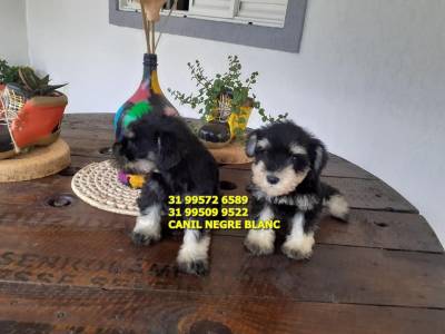 schnauzer miniatura filhotes a venda