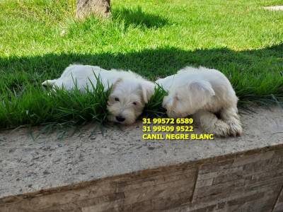 schnauzer miniatura filhotes a venda