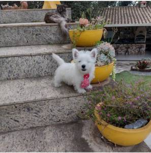 west highland white terrier filhotes a venda