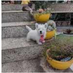 West Highland White Terrier west highland white terrier filhotes a venda Minas Gerais BELO HORIZONTE