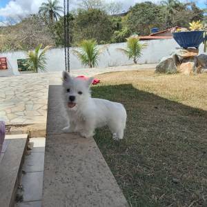 west highland white terrier filhotes a venda