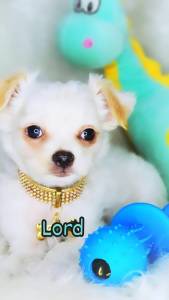 Chihuahua de luxo