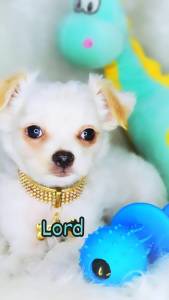 Chihuahua de luxo