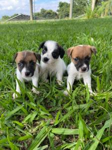 VENHA BUSCAR O SEU JACK RUSSEL PARA O NATAL INTELIGENTSSIMOS FILHOTES CRIADOS POR MDICA VET