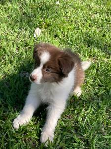 INTELIGENTSSIMOS FILHOTES DE BORDER COLLIE CRIADOS  POR MDICA VETERINRIA  VENDA AQUI