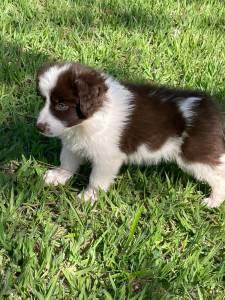 INTELIGENTSSIMOS FILHOTES DE BORDER COLLIE CRIADOS  POR MDICA VETERINRIA  VENDA AQUI