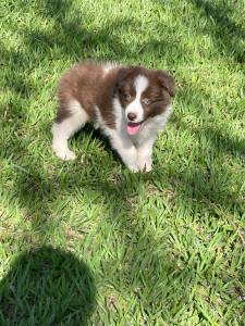 INTELIGENTSSIMOS FILHOTES DE BORDER COLLIE CRIADOS  POR MDICA VETERINRIA  VENDA AQUI