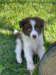 INTELIGENTSSIMOS FILHOTES DE BORDER COLLIE CRIADOS  POR MDICA VETERINRIA  VENDA AQUI