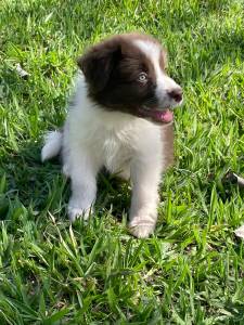 INTELIGENTSSIMOS FILHOTES DE BORDER COLLIE CRIADOS  POR MDICA VETERINRIA  VENDA AQUI