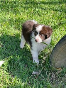 INTELIGENTSSIMOS FILHOTES DE BORDER COLLIE CRIADOS  POR MDICA VETERINRIA  VENDA AQUI