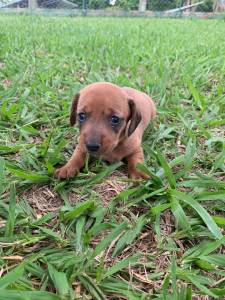 AQUI SEU TECKEL  CRIADO POR MDICA VETERINRIA E TEM TODAS AS GARANTIAS