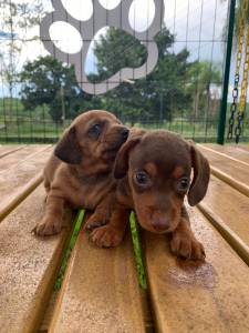 AQUI SEU TECKEL  CRIADO POR MDICA VETERINRIA E TEM TODAS AS GARANTIAS