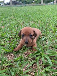 AQUI SEU TECKEL  CRIADO POR MDICA VETERINRIA E TEM TODAS AS GARANTIAS