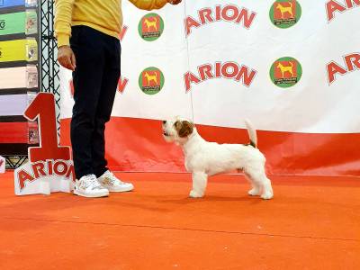 Jack Russell terrier plo cerdoso Lop