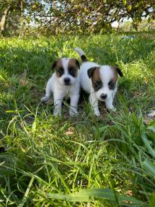 ENGRAADSSIMOS FILHOTES DE JACK RUSSEL PARA TE ENCANTAR