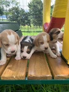 BEAGLES DE TREZE POLEGADAS CRIADOS POR MDICA VETERINRIA