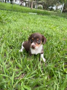 TECKEL PIEBALD PARA VIR BUSCAR HOJE CES CRIADOS POR MDICA VET