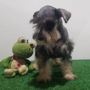 Schnauzer Miniatura Fmea