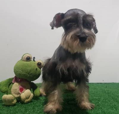 Schnauzer Miniatura Fmea