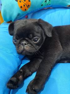 Filhotes de Pug black