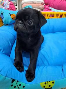 Filhotes de Pug black