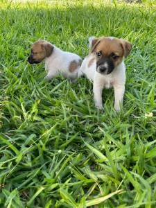 APROVEITE O DOMINGO E VENHA BUSCAR SEU JACK RUSSEL PARA O NATAL CES CRIADOS POR MDICA VET