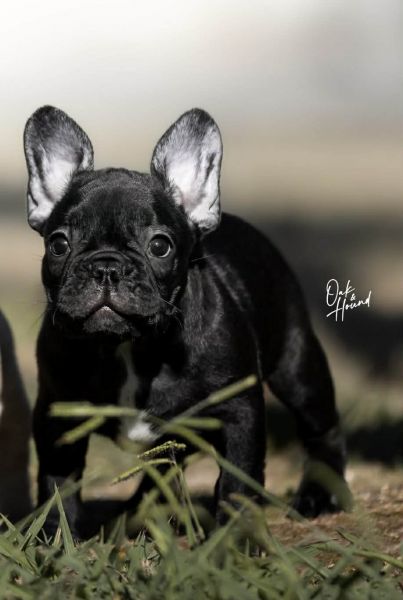 BOULEDOGUE FRANCES COM LOP E AFIXO