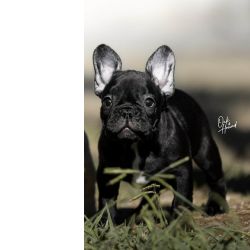 Bulldog Franc�s BOULEDOGUE FRANCES COM LOP E AFIXO Aveiro PORTO - Santa Maria Da Feira