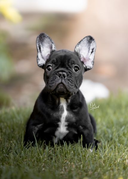BOULEDOGUE FRANCES COM LOP E AFIXO