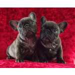 Bulldog Francs BOULEDOGUE FRANCES COM LOP E AFIXO Aveiro PORTO - Santa Maria Da Feira