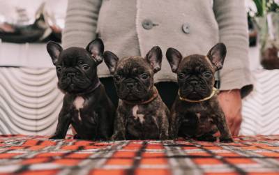 BOULEDOGUE FRANCES COM LOP E AFIXO