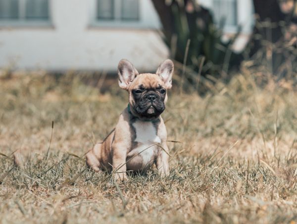 BOULEDOGUE FRANCES COM LOP E AFIXO