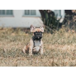 Bulldog Francs BOULEDOGUE FRANCES COM LOP E AFIXO Aveiro PORTO - Santa Maria Da Feira