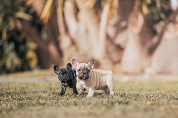 BOULEDOGUE FRANCES COM LOP E AFIXO