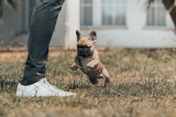 BOULEDOGUE FRANCES COM LOP E AFIXO