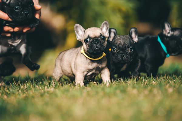 BOULEDOGUE FRANCES COM LOP E AFIXO