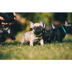 Bulldog Franc�s BOULEDOGUE FRANCES COM LOP E AFIXO Aveiro PORTO - Santa Maria Da Feira
