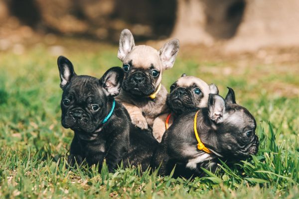 BOULEDOGUE FRANCES COM LOP E AFIXO