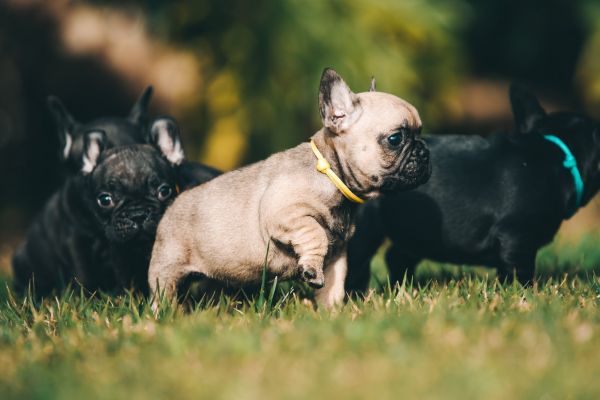 BOULEDOGUE FRANCES COM LOP E AFIXO