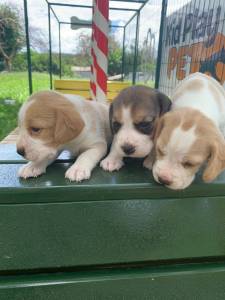 BEAGLES PRONTINHOS PARA ALEGRAR A SUA FESTA DE NATAL