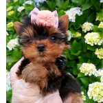 Yorkshire Terrier YORKSHIRE FILHOTE FMEA MICRO Paran Curitiba