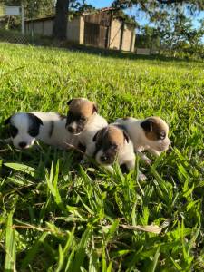 JACK RUSSELS CRIADOS POR MDICA VET CES LINDOS E SAUDVEIS