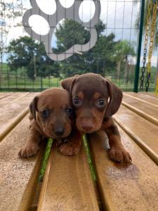 TECKELS PARA ALEGRAR SEU NATAL CORES LINDAS INCLUSIVE PIEBALD