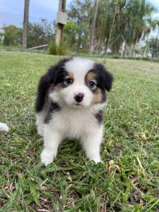 INTELIGENTSSIMOS FILHOTES DE BORDER COLLIE  VENDA CES CRIADOS POR MDICA  VET