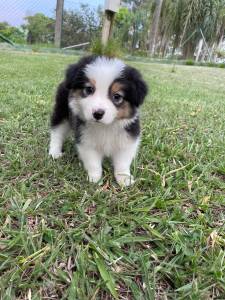 INTELIGENTSSIMOS FILHOTES DE BORDER COLLIE  VENDA CES CRIADOS POR MDICA  VET