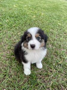 INTELIGENTSSIMOS FILHOTES DE BORDER COLLIE  VENDA CES CRIADOS POR MDICA  VET